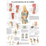 Lámina 3B La Articulación de la Rodilla